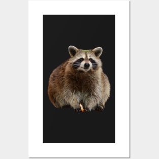 Fat Raccoon Posters and Art